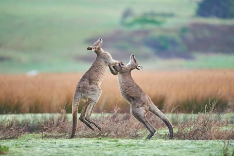 Eastern Gray Kangaroo (Macropus giganteus)