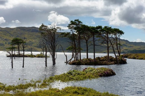 Dead trees at Loch Assynt