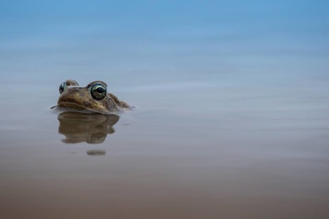 Common River Frog (Amieta quecketti)