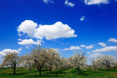Flowering cherry trees