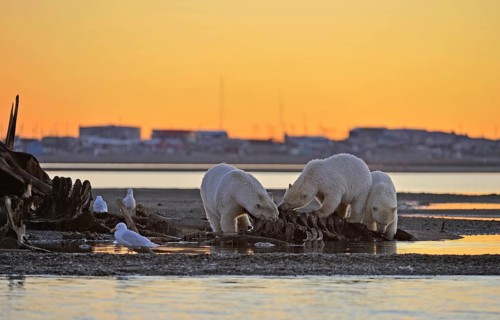 Three Polar bears (Ursus maritimus)