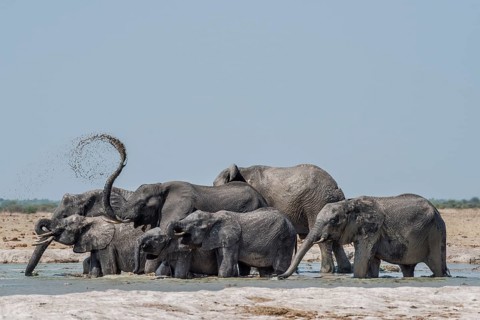 African elephants (Loxodonta africana)