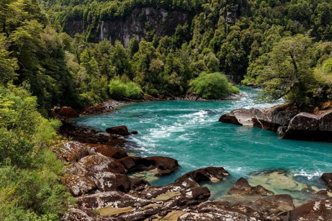 Turquoise mountain river Futalefu flows through dense vegetation