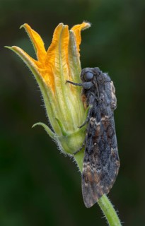 Death's head hawkmoth (Acherontia atropos)