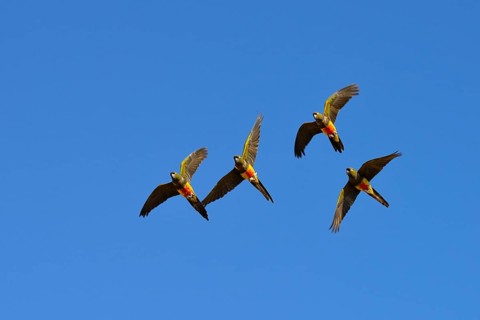 Burrowing Parrots (Cyanoliseus patagonus) in flight
