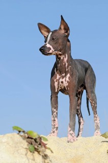 Perro sin pelo del Peru