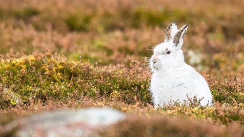 Mountain hare (Lepus timidus) sits in Meadow