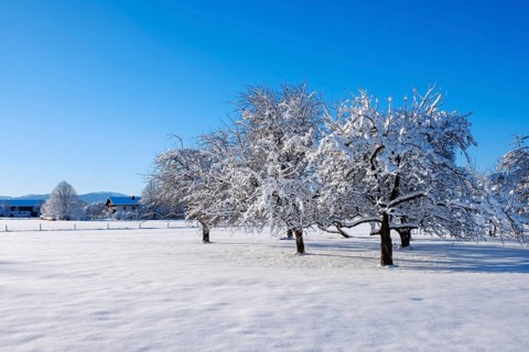 Snow-covered apple trees