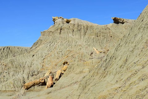 Petrified tree trunks exposed by erosion in the Petrified Forest