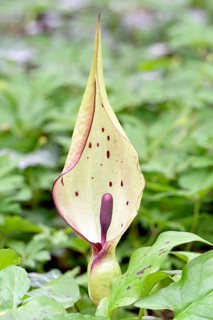 Wild arum (Arum maculatum)