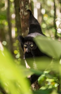Indri (Indri indri) climbs the tree between leaves