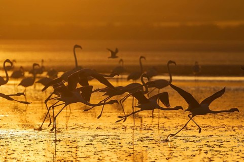 Greater Flamingos (Phoenicopterus roseus)