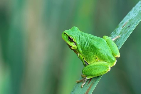 European tree frog (Hyla arborea) sits on leaf
