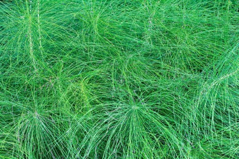 Great Horsetail (Equisetum telmateia)