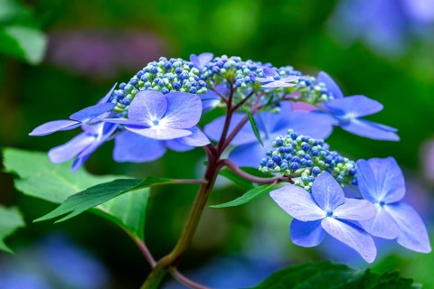 Blue mountain hydrangea (Hydrangea serrata)