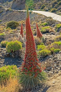 Flowering Echium wildpretii (Echium wildpretii)