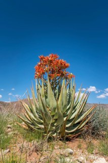 Red aloe (Aloe namibensis)