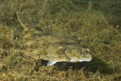 European plaice (Pleuronectes platessa) on algae