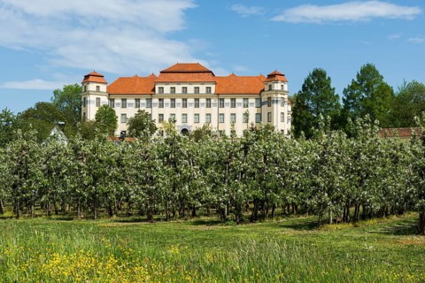 New castle and flowering fruit trees