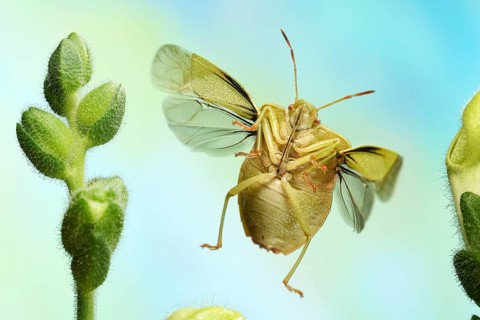 Green shield bug (Palomena prasina)
