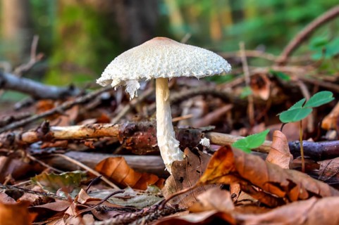 Shield dapperling (Lepiota Clypeolaria)
