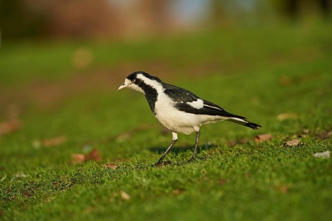 Magpie-lark (Grallina cyanoleuca)