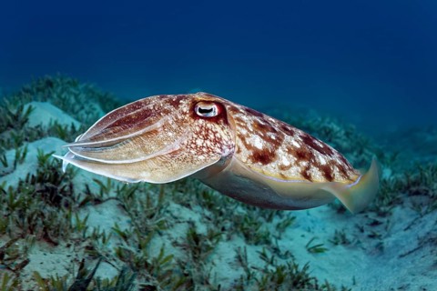Broadclub Cuttlefish (Sepia latimanus) floats over sea grass meadow