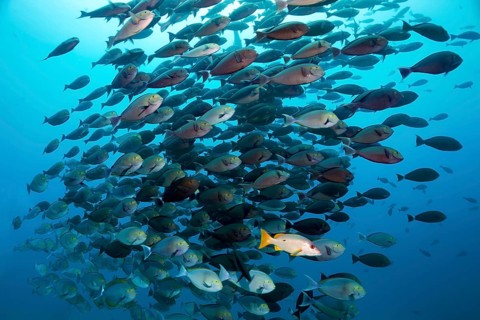 Schoolmaster snapper (Lutjanus apodus) associated with swarm Elongate Surgeonfish (Acanthurus mata)