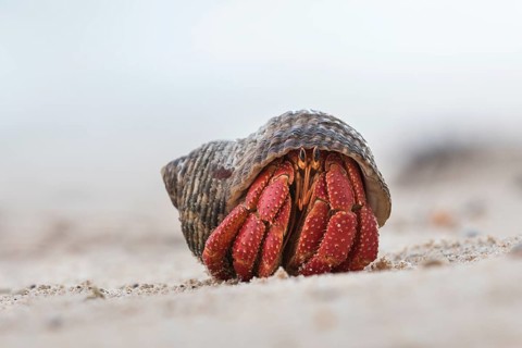 Hermit crab (Paguroidea) on the beach