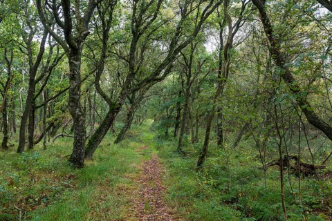 Forest track through the nature reserve Kaergard Klitplantage