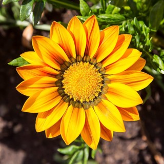Gazania (Gazania) in bloom