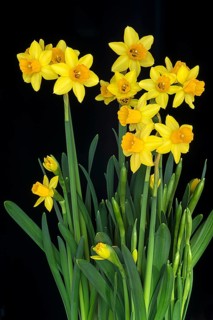 Yellow Dwarf-Daffodils (Narcissus)
