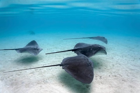 Pink Whiprays (Himantura fai)