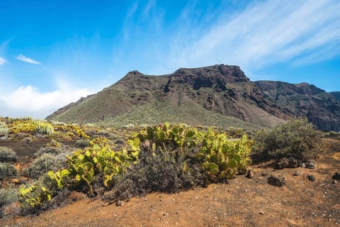 Indian fig opuntias (Opuntia ficus-indica) in a barren volcanic landscape