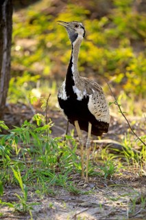 Black-bellied bustard (Lissotis melanogaster)