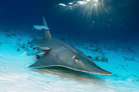Giant Guitarfish (Rhynchobatus djiddensis) with Live sharksucker (Echeneis naucrates)