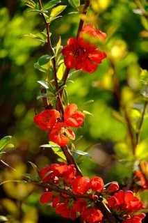 Chaenomeles (Chaenomeles)
