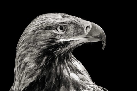 Eastern imperial eagle (Aquila heliaca)