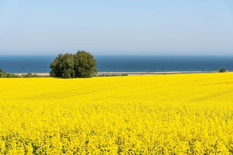 Rape field