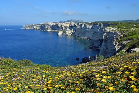 Yellow daisies (Euryops abrotanifolius) on steep cliffs