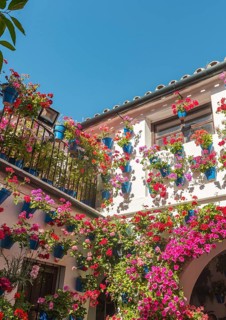 Many red geraniums in blue flowerpots in the courtyard on a house wall