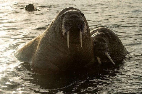Walruses (Odobenus rosmarus)