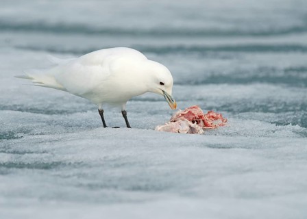 Ivory gull (Pagophila eburnea) feeding the rest of a carcass