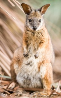 Tammar wallaby (Macropus eugenii)
