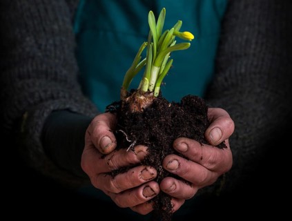 Hands holding blossoming wild daffodil (Narcissus pseudonarcissus) with soil