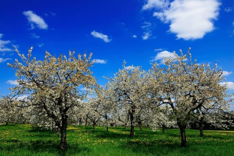 Flowering cherry trees