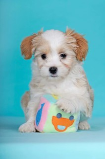 Havanese