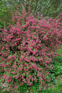 Flowering currant (Ribes sanguineum)
