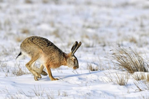 European hare (Lepus europaeus)