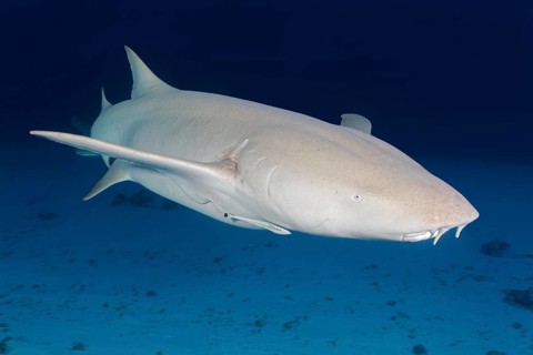 Tawny nurse shark (Nebrius ferrugineus)